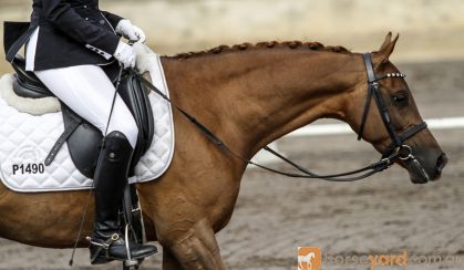 Versatile Medium Dressage Pony on HorseYard.com.au