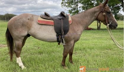 RED ROAN QUARTER HORSE GELDING - EXCELLENT QUIET RIDING HORSE on HorseYard.com.au