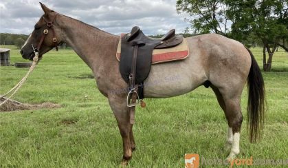 RED ROAN QUARTER HORSE GELDING - EXCELLENT QUIET RIDING HORSE on HorseYard.com.au