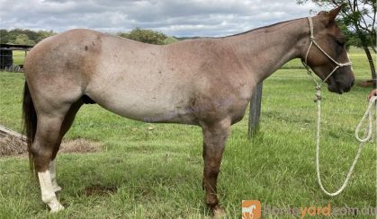 RED ROAN QUARTER HORSE GELDING - EXCELLENT QUIET RIDING HORSE on HorseYard.com.au