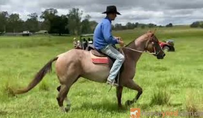 RED ROAN QUARTER HORSE GELDING - EXCELLENT QUIET RIDING HORSE on HorseYard.com.au