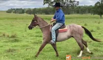RED ROAN QUARTER HORSE GELDING - EXCELLENT QUIET RIDING HORSE on HorseYard.com.au