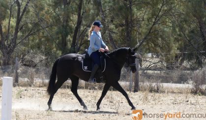 Stunning Black Andalusian x TB mare on HorseYard.com.au