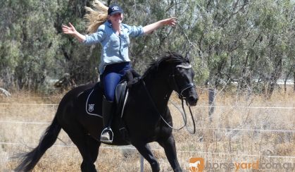 Stunning Black Andalusian x TB mare on HorseYard.com.au