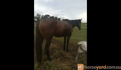 Horse for sale on HorseYard.com.au