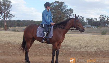 Ride and Drive horse on HorseYard.com.au