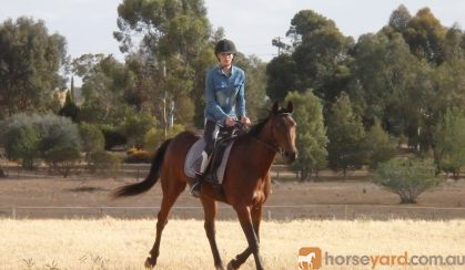 Ride and Drive horse on HorseYard.com.au