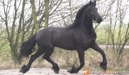 Boombproof friesian horse on HorseYard.com.au