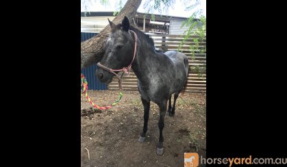 Beautiful Pony Mare on HorseYard.com.au