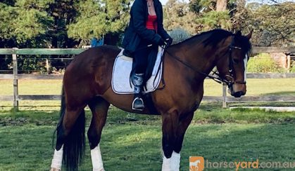 Lovely bay Clydie X QH mare on HorseYard.com.au