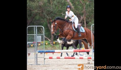 Lovely bay Clydie X QH mare on HorseYard.com.au