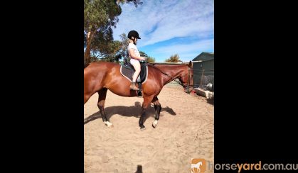 17 hand 7yr old  thoroughbred gelding on HorseYard.com.au