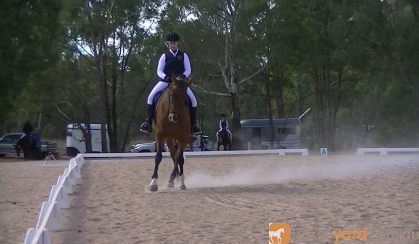 Shory Park Smack That - 16.2hh 12yo Unraced TB Gelding on HorseYard.com.au