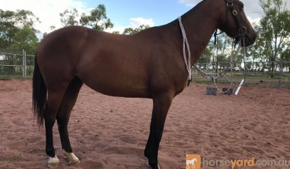 For Sale: WILLOW on HorseYard.com.au