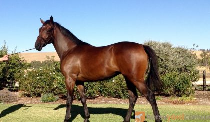 OTT 4 y/o mare  on HorseYard.com.au