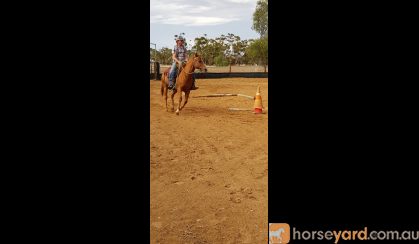 Chestnut QH mare on HorseYard.com.au
