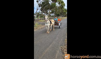 Welsh pony in harness on HorseYard.com.au