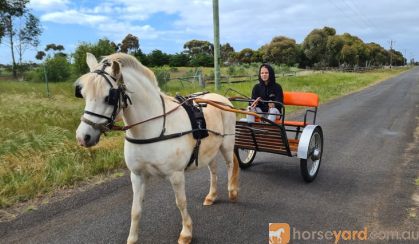 Harness pony and cart on HorseYard.com.au