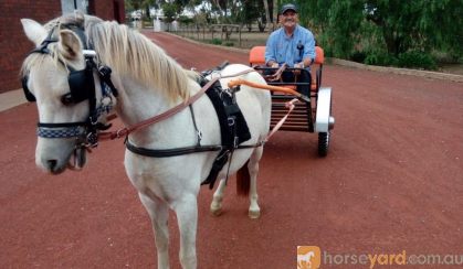 Harness pony and cart on HorseYard.com.au