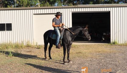 JET BLACK QUARTER HORSE CROSS GELDING on HorseYard.com.au
