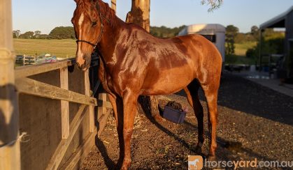 Advanced dressage schoolmaster  on HorseYard.com.au