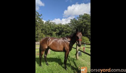 Solid Standardbred Gelding on HorseYard.com.au
