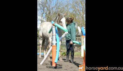 SOLD Sweet 15hh Appy Project - Video available on HorseYard.com.au