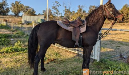 Stock horse QH X on HorseYard.com.au