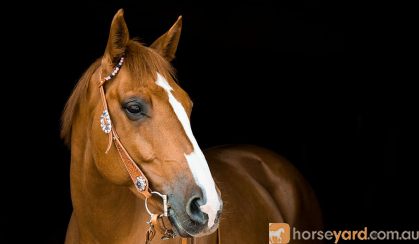 ** WANTED HORSES ** on HorseYard.com.au
