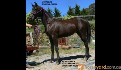 High Show Quality Yearling Filly Hardrock Rihanna, ASH reg. no. 240090, DOB 11/10/2015, should mature 14.3hh as pretty as a picture on HorseYard.com.au