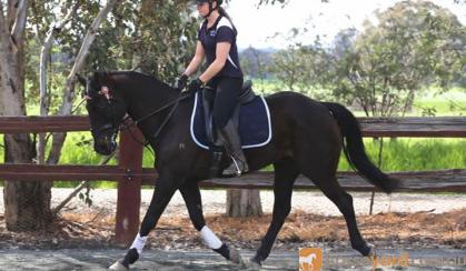 Radar WB X,, done L3 hracv, loves to jump, gorgeous looking boy with a gorgeous smoochy personality! on HorseYard.com.au