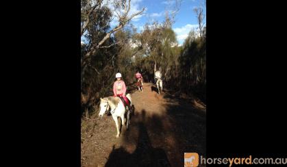 Forward moving Arabian Pony on HorseYard.com.au