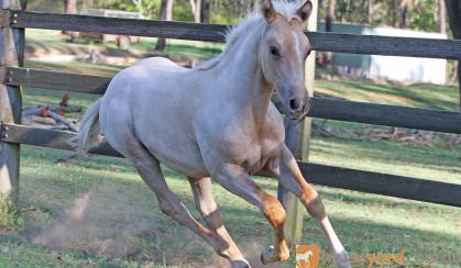 Expression of Interest in Pally Roan QH Colt by Runnfagold on HorseYard.com.au
