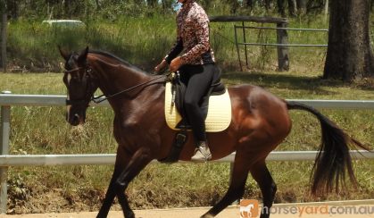 Beautiful Bay Dressage Show or Pony Club TB mare 15.2hh 18yr on HorseYard.com.au