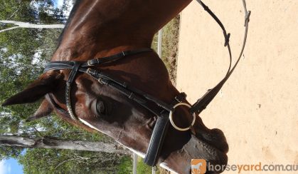 Beautiful Bay Dressage Show or Pony Club TB mare 15.2hh 18yr on HorseYard.com.au