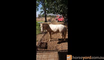 Little Horse 9.2 hh appaloosa on HorseYard.com.au