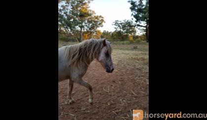 Little Horse 9.2 hh appaloosa on HorseYard.com.au