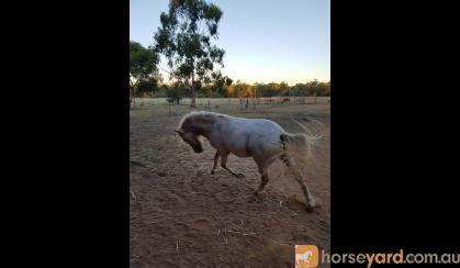 Little Horse 9.2 hh appaloosa on HorseYard.com.au