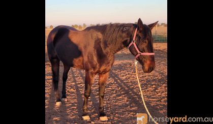 Standardbred mare on HorseYard.com.au