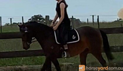 Quality Pony Mare on HorseYard.com.au