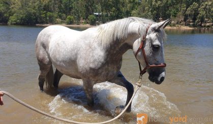 Pretty All Rounder, Quarterhorse x Arabian on HorseYard.com.au