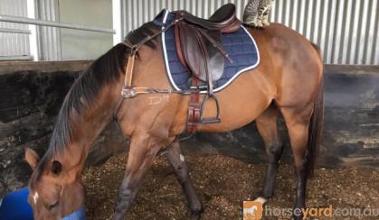 typey brown gelding on HorseYard.com.au