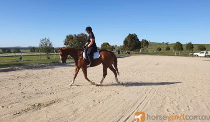 Striking Thoroughbred with huge show potential  on HorseYard.com.au