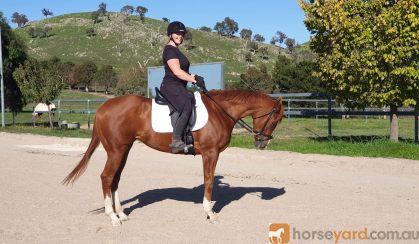 Striking Thoroughbred with huge show potential  on HorseYard.com.au