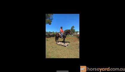 Stockhorse Gelding on HorseYard.com.au