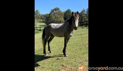 Brumby Colt on HorseYard.com.au