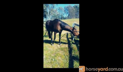 Exceptional OTT on HorseYard.com.au