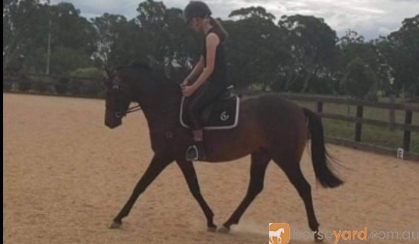 Quality Pony Mare on HorseYard.com.au