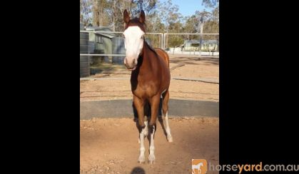 BLINGY TB x Paint Filly on HorseYard.com.au
