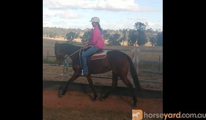 Canterbury TB Mare on HorseYard.com.au